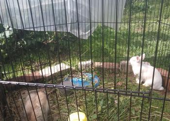 Комнатные кролики