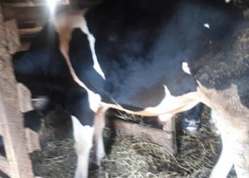 Продам быка на мясо