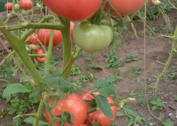 Домашние помидоры
