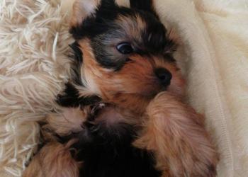 Йоркширский терьер щенок