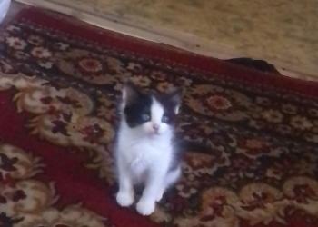 В добрые руки