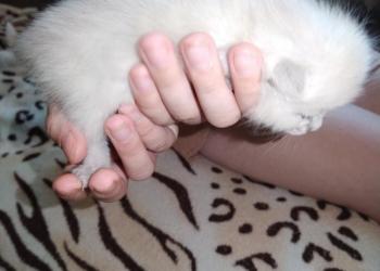 отдам в хорошие руки