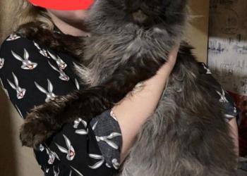 Шикарные котята мейн-кун