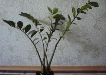 Цветок замиокулькас