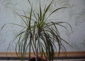 Цветок драцена