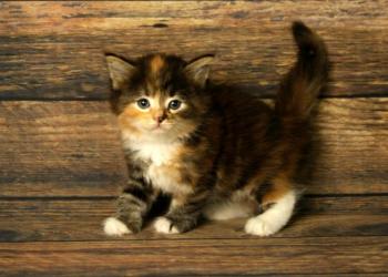 Сибирские котята из питомника