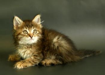 Сибирские котята из питомника