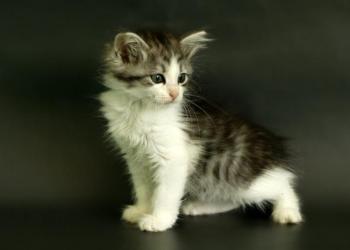 Сибирские котята из питомника