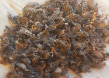 Перья, перья диких птиц, перья для поделок