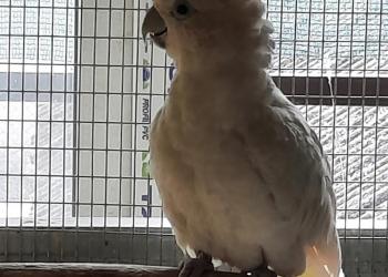 КУПЛЮ пару жако