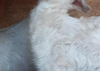 Козлята на племя