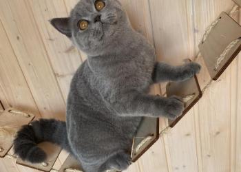 Британский котик