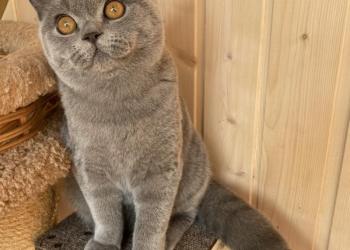 Британский котик