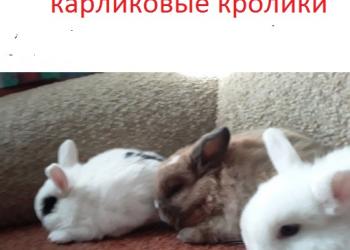 милые домашние карликовые