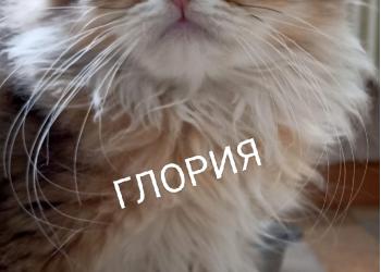 Шотландская золотая