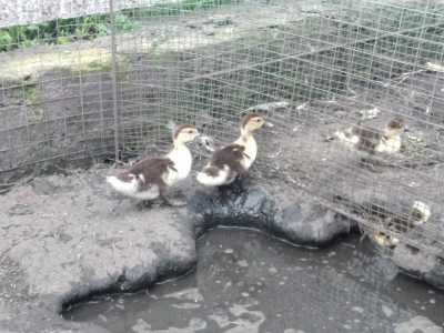 продажа утят Индоутки