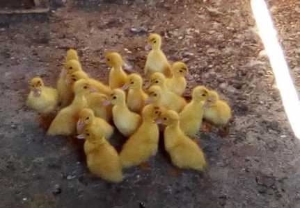 Индоутки белые