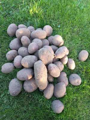 Продам картофель