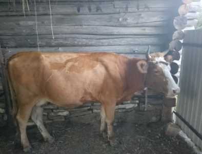 Продам корову