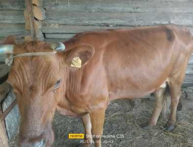Продам корову породистая