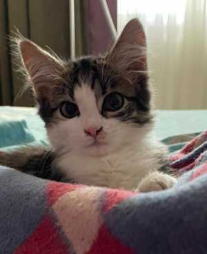 Котенок-мальчик срочно ищет дом!