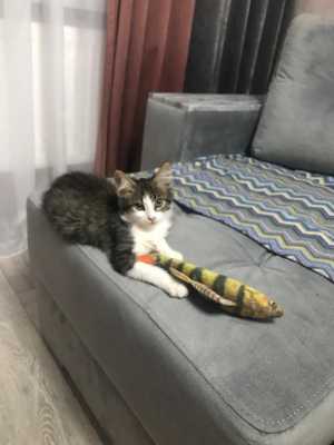 Котенок-мальчик срочно ищет дом!