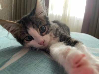 Котенок-мальчик срочно ищет дом!