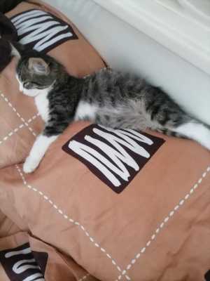 Котенок-мальчик срочно ищет дом!