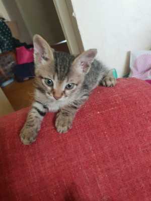 Продам котят донской сфинкс (браш)