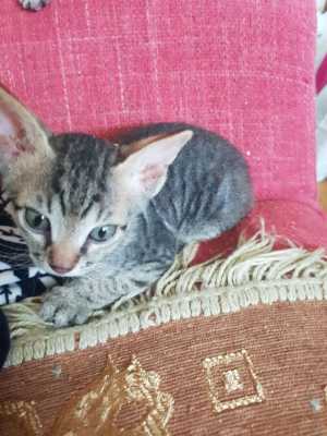 Продам котят донской сфинкс (браш)