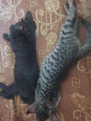 Продам котят донской сфинкс (браш)