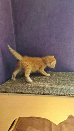 Котенок в добрые руки