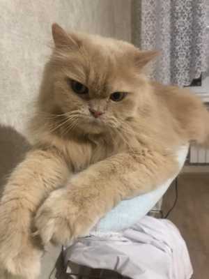 С доплатой отдам любимца