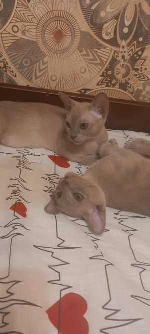 Бурманские котята с документами