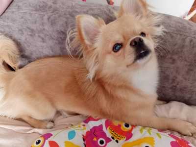 Помогу пристроить собак