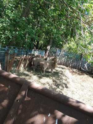 Продажа овец