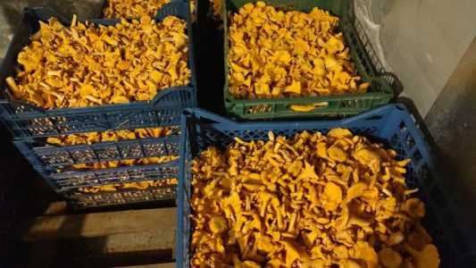 Продам лисичку