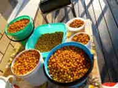 Продам ягоды облепихи