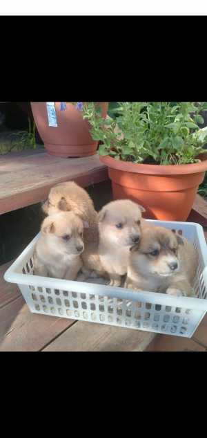 В добрые руки