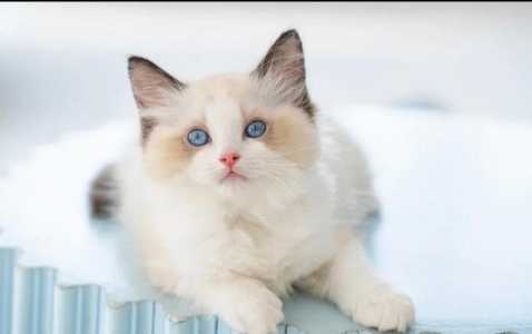 Питомник Рэгдоллов Yesragdoll TICA
