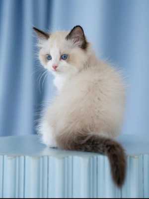 Питомник Рэгдоллов Yesragdoll TICA