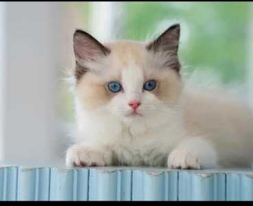 Питомник Рэгдоллов Yesragdoll TICA