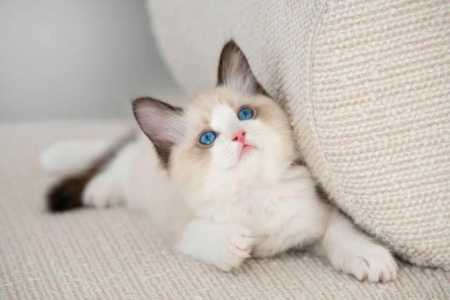 Питомник Рэгдоллов Yesragdoll TICA