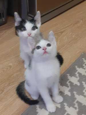 Котята