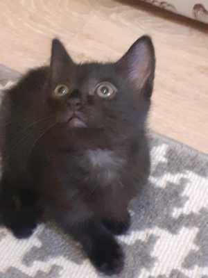 Котята