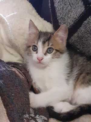 Котята
