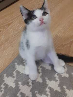 Котята