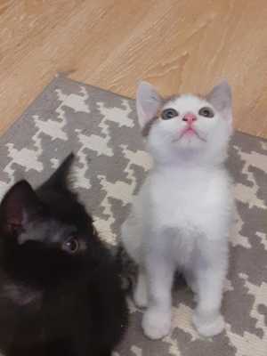 Котята