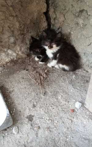 Два котенка