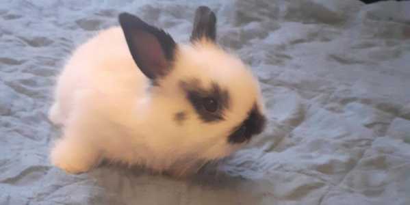 Декоративный кролик